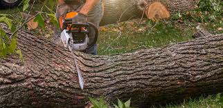 Best Lawn Renovation and Restoration  in Priest River, ID