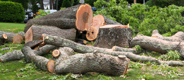 Best Root Management and Removal  in Priest River, ID